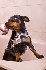 Pinscher Dog Sitting in Bathtub to be Washed .