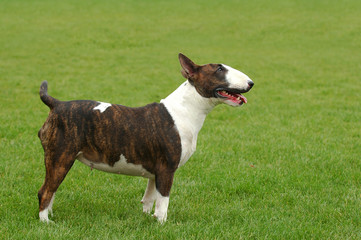 Bullterrier portrait at green