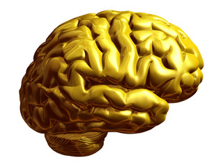 goldenes Gehirn, Seitenansicht