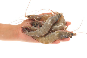 Hand With A Handful Of Fresh Prawns
