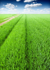 green wheat field