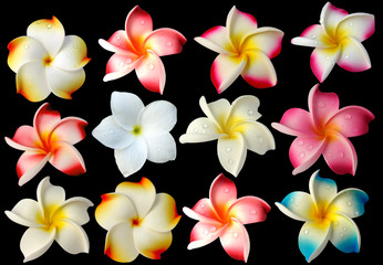 fleurs frangipanier fond noir
