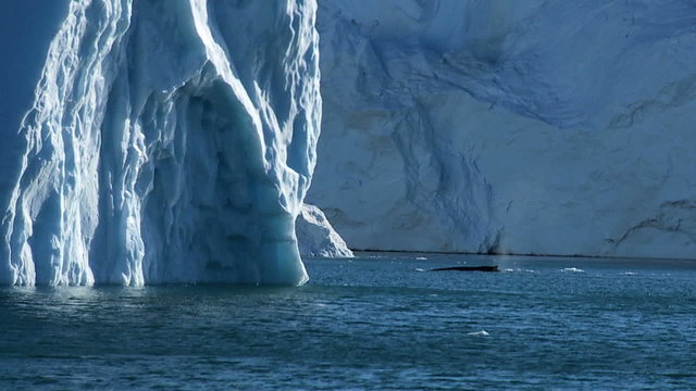 Pod of Arctic Humpack Whales