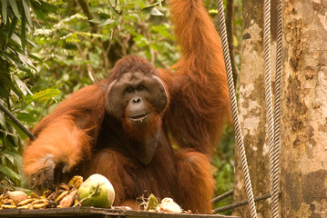 Male orangutan, Semenggoh, Borneo, Malaysia