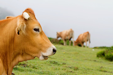 Naklejka na ściany i meble Brown Cow Asturii (północna Hiszpania).