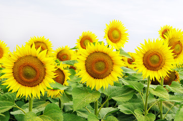 Obraz premium sunflower field