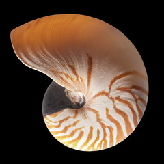 Chambered nautilus , isolated  with clipping path