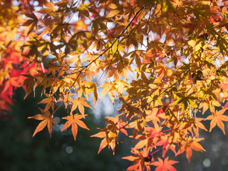 木漏れ日の中の紅葉