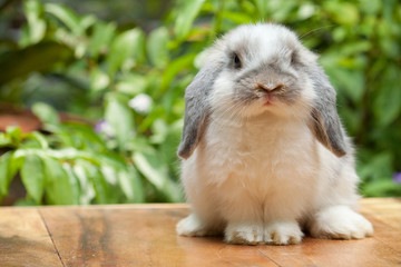 Cute Rabbit