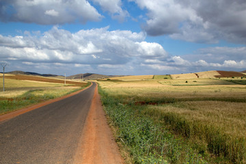 Fototapeta premium Wheat landscape with road leading to unknown