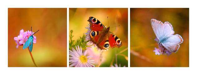 motyl owad na kwiat
