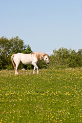 White horse