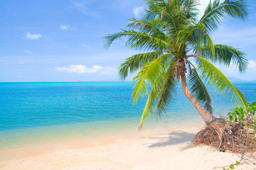 beautiful beach with coconut palm