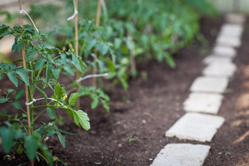 ittle organic/bio/permaculture garden