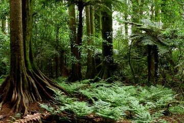 Gardinen Wälder Large tree and ferns in tropical forest jungle  © Stillfx
