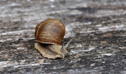 crawling snail with a shell