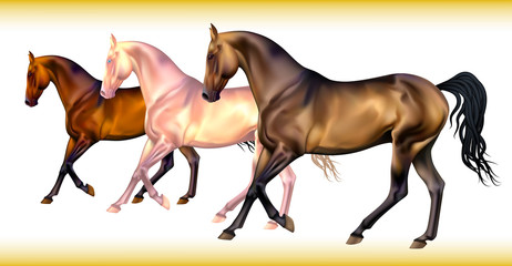 Vector set of realistic different horse's colors