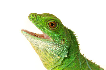 Lizzard Gecko Echse Reptil agame wasseragame