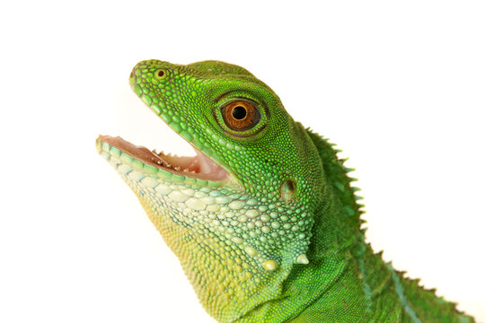 Lizzard Gecko Echse Reptil agame wasseragame