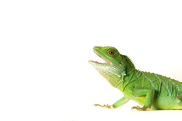 Obraz premium Jaszczurka gekon jaszczurka gad agame wodny smok