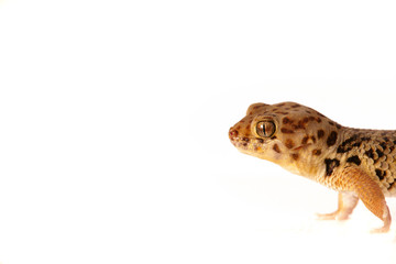 Gecko Reptil Lizzard wundergecko wüste