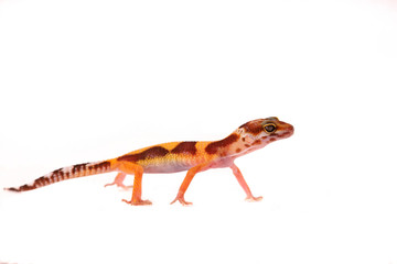 Lizzard Gecko Echse Reptil leopardgecko