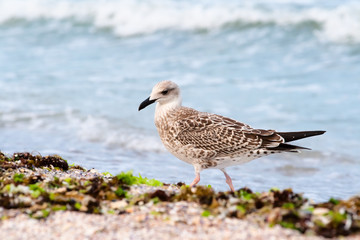 Obraz premium Чайка