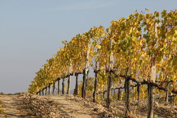 Orcia Valley vineyard