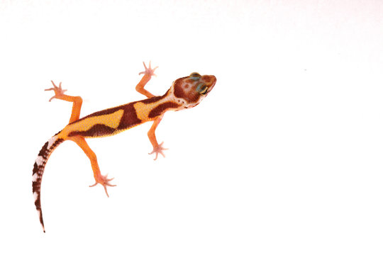 Lizzard Gecko Echse Reptil leopardgecko