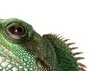 Lizzard Gecko Echse Reptil agame wasseragame auge