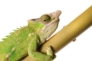 Lizzard Gecko Echse Reptil chameleon chamelion