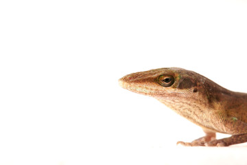 Lizzard Gecko Echse Reptil anoli