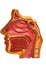Sinus section