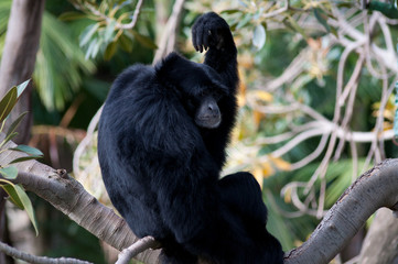 Siamang Monkey
