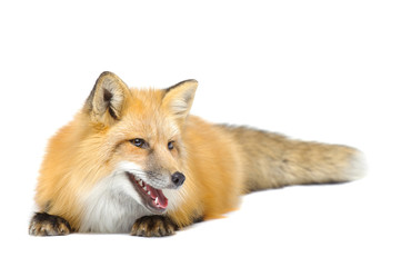 Red fox laying looking aside