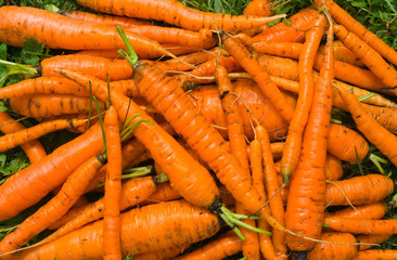 Pile of carrot 7