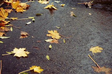 Autumn rainy leaves