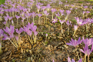 Fototapeta premium colhicum speciosum