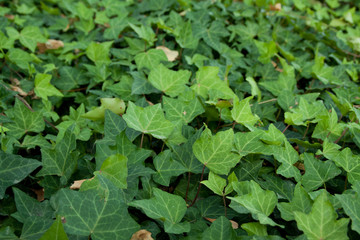 Fototapeta premium hedera helix ivy