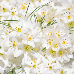 White Crocus flowers (wedding background)
