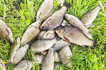 Fishing catch. Crucians lie in a grass