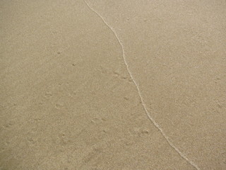 sable