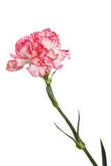 Beautiful carnation isolated on white