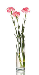 Beautiful carnations transparent vase isolated on white