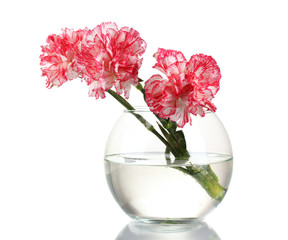 Beautiful carnations transparent vase isolated on white