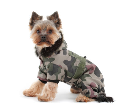 yorkshire terrier with camo jacket