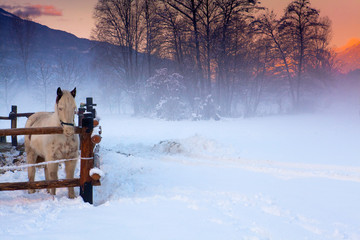 cavallo bianco nella neve