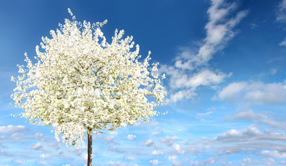 Arbre en fleurs au Printemps