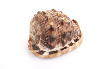 Sea Cockleshell isolated