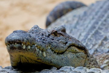 A nile crocodile, Crocodylus niloticus